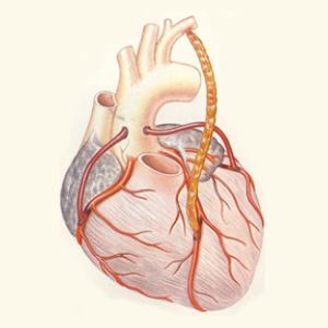 cardiovascular_img04.jpg